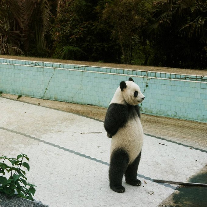 A giant panda stands upright on its hind legs in an empty pool enclosure, appearing contemplative and resolute—mirroring the "hodl" mentality of holding strong through market volatility. The image evokes the steady patience of a believer waiting for their token investment, referenced by the post about leap_xyz's "Charity Capital Market."
