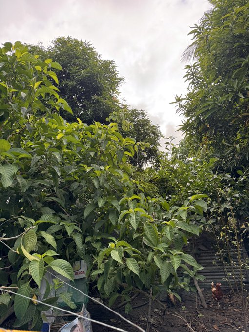 A lush, tropical garden filled with tall guava trees and dense greenery under an overcast sky, with a rooster visible on the right. The scene reflects the post's vision of escaping to a serene countryside lifestyle, where the abundance of fruit trees suggests self-sufficiency and quiet luxury far from city life.