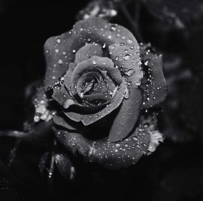 A black and white close-up photograph of a single rose in full bloom, its petals covered in numerous water droplets against a dark background.