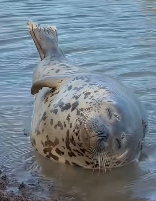 A spotted seal rests on its back in shallow water with its face partially submerged.