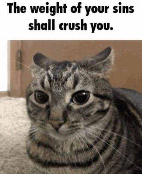 The image features a cat with its head tilted slightly to one side, looking directly at the camera. The background of the photo appears to be a wall or a door frame, providing context for where the cat might be located within a home setting. Above the cat's head, there is text that reads "The weight of your sins shall crush you." This phrase seems to be a humorous commentary on the idea that one's actions and choices can lead to negative consequences.