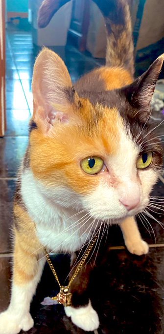 A close-up photo of a calico cat with green eyes wearing a gold chain necklace with a purple pendant, sitting on a tiled floor.