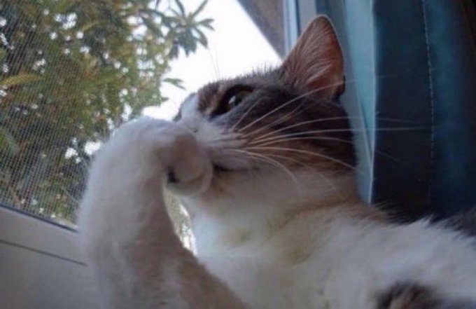 The image features a cat sitting by a window, with its paw raised up to its face as if sniffing or scratching itself. The cat appears to be looking out of the window, possibly observing something outside or simply enjoying the view. The background is blurred, drawing attention to the cat and its actions in the foreground.