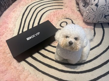 A small white fluffy dog (likely a Bichon Frise or Poodle) sits on a pink patterned rug next to a black box labeled 'OKX VIP'.