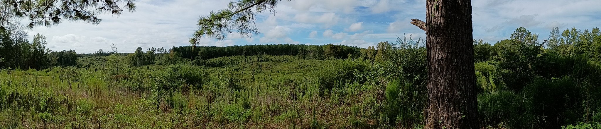 A panoramic landscape view of a forested area with green bushes and tall pine trees under a blue sky with scattered white clouds.