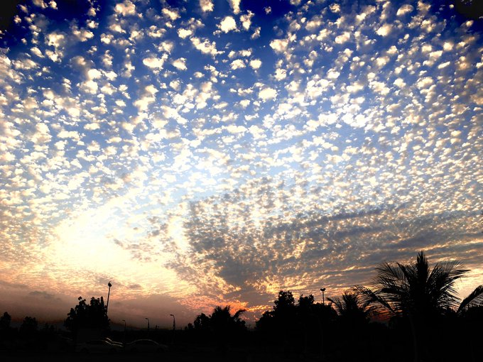 A sunset or sunrise sky filled with scattered altocumulus clouds in a dappled pattern, with silhouetted palm trees and lampposts visible along the horizon.