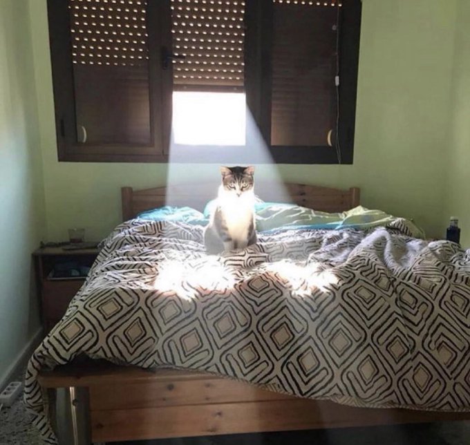 A cat sits regally on a bed, perfectly centered in a beam of sunlight streaming through the window, as if royalty posing for a portrait. The "gm" (good morning) caption fits perfectly—the cat appears to be greeting the day with a dignified, sunlit presence.