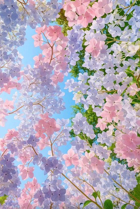 A vibrant canopy of pink, lavender, and white hydrangea-like blossoms frames a patch of clear blue sky and lush green foliage, creating a soft, pastel floral scene viewed from below.