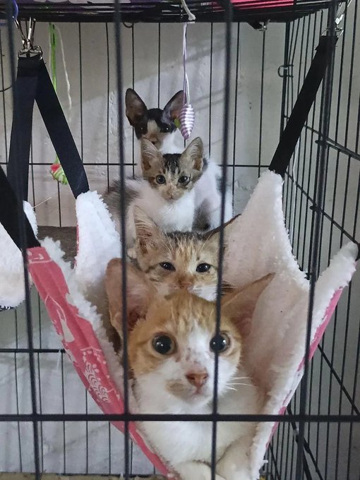 Four kittens sit stacked in a hanging hammock inside a cage, looking like they're "loading up" just like the post urges viewers to "load your bags" before a predicted massive breakout to 1000x.
