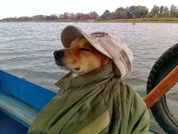 Photo of a Shiba Inu dog wearing a cap and green jacket, eyes closed peacefully while sitting on a boat by a calm lake.