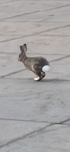A small brown rabbit with a white tail hops away across a stone-paved surface.