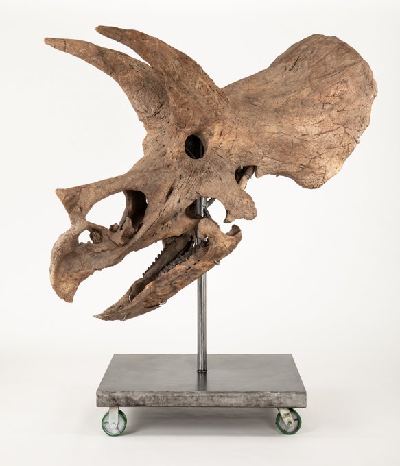 A weathered dinosaur skull fossil, likely a ceratopsian given its large frill, mounted on a metal stand with a gray stone base on wheels.