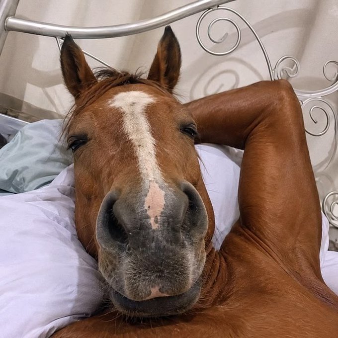 A close-up of a brown horse with a white blaze lying in bed, with its head resting on a pillow and one leg stretched over its head near an ornate metal headboard.