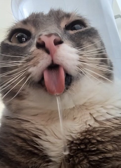 A close-up photo of a cat looking up with its mouth open and drool hanging from its tongue.