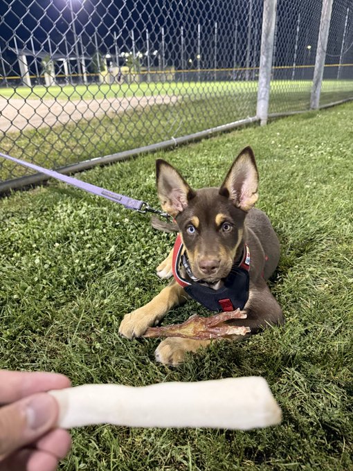 A brown and tan puppy with striking blue eyes lies on grass at night chewing on a chew treat, while a hand holds out a bone-shaped chew in the foreground.