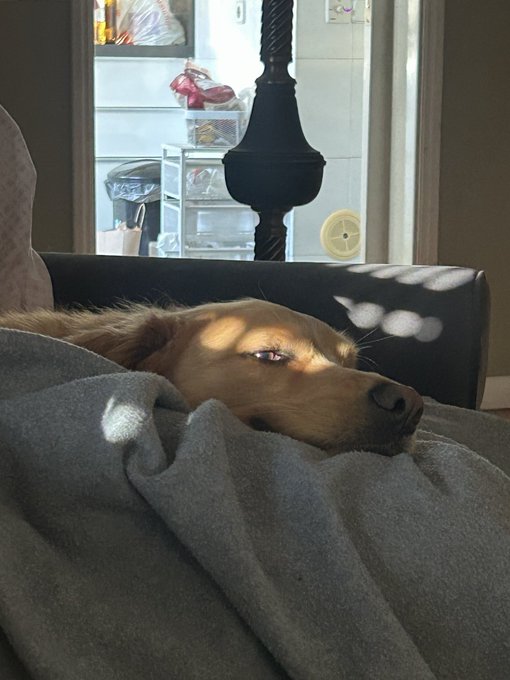 A golden retriever rests its head on a gray blanket, bathed in dappled sunlight, with a view through a window showing storage containers.