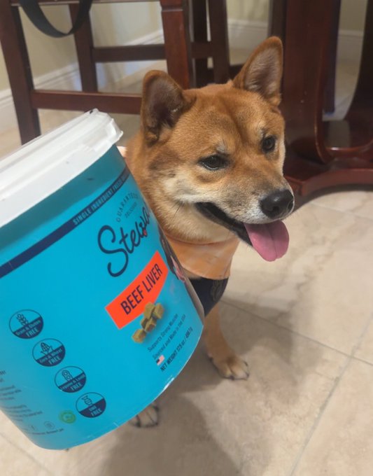 A smiling Shiba Inu dog wearing a harness standing indoors next to a person holding a blue container of Stella & Chewy's 'Beef Liver' dog food.
