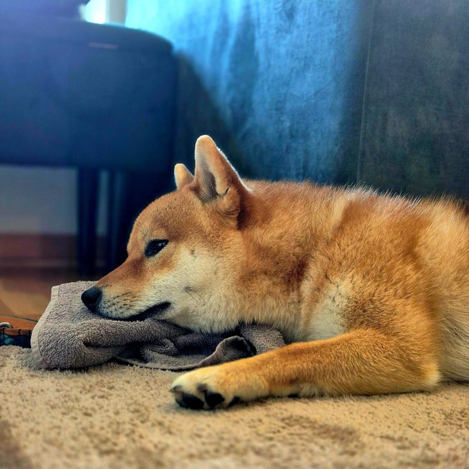 A Shiba Inu dog rests peacefully on a beige blanket and a grey towel, lying on a carpeted floor.