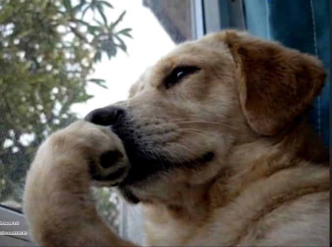 A close-up photo of a light brown dog with its paw on its face, appearing thoughtful or sad, looking out a window.