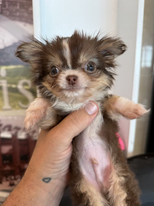 A small long-haired Chihuahua puppy with brown, tan, and white fur being held gently in a person's hand indoors.