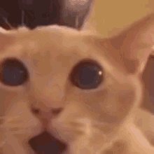 A close-up, slightly blurry photograph of a light-colored cat with wide eyes and a small open mouth, giving a surprised expression.