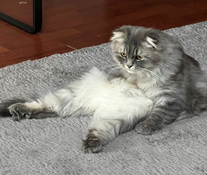 A fluffy gray and white long-haired cat lounges hilariously on its back with legs splayed out on a gray rug, giving off full "GM" energy. The relaxed, sprawled pose fits perfectly with the casual, low-effort morning vibe of the post.