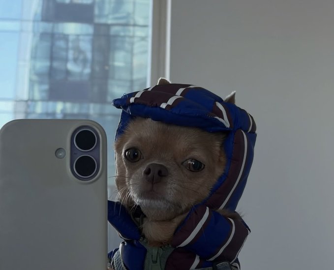 A small dog wearing a blue and brown hooded outfit posing next to a smartphone camera, appearing to take a selfie.