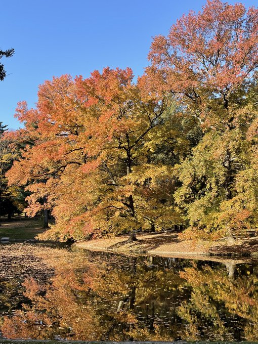 A scenic autumn landscape featuring trees with vibrant orange, yellow, and green foliage beside a calm pond that reflects the colorful canopy above, set against a clear blue sky.