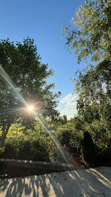 A serene garden scene at sunset with the sun's rays beaming through green trees and bushes under a clear blue sky.
