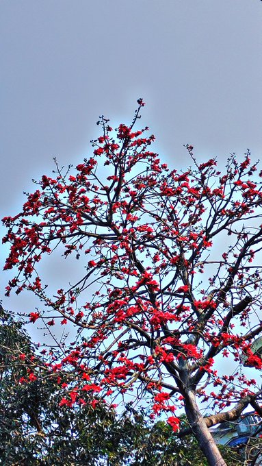 A tall tree with vibrant red flowers (likely a flamboyant/royal poinciana) photographed against a pale blue sky.