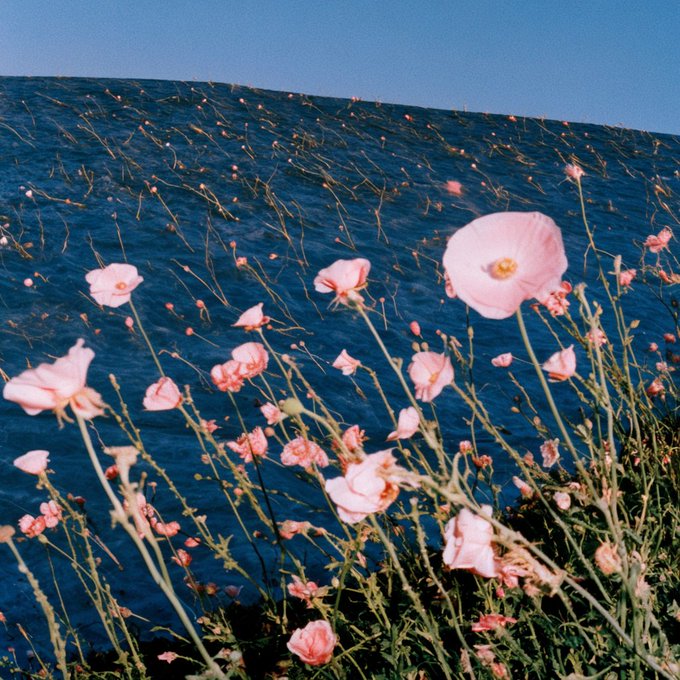 Pink poppies sway in the foreground against a deep blue sea under a clear sky, captured in a film-like aesthetic.
