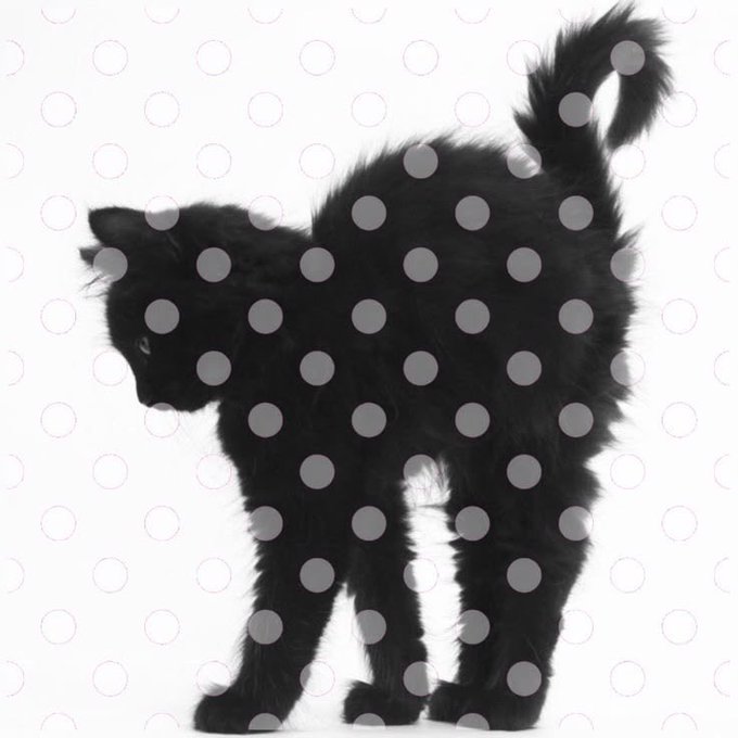 A fluffy black cat stands with its back arched and tail curled upward, viewed from the side against a white background with a pattern of small circles.