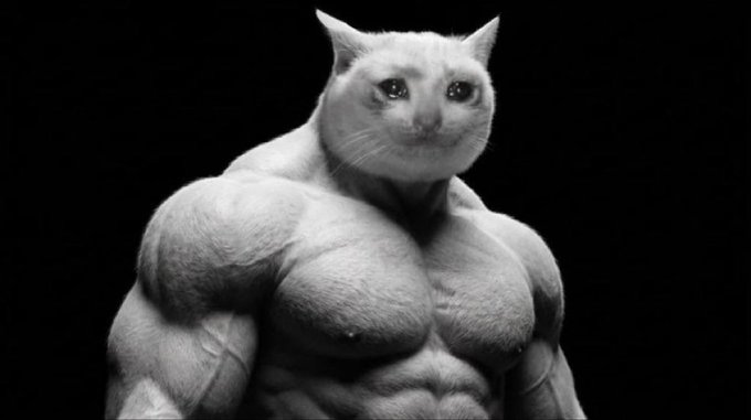 A buff cat with a human-like muscular body stares confidently against a black background, humorously symbolizing the trader's "alpha" status and unwavering conviction in holding their $CASHCAT position through massive gains from $791k to $1.2M.