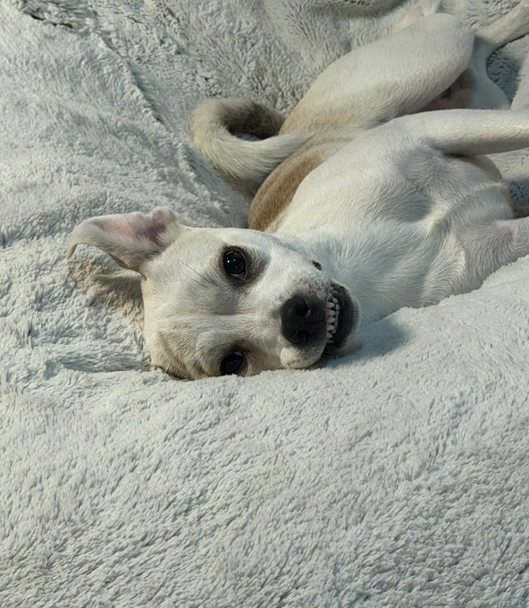 A white dog with tan markings lies playfully on its back on a fluffy white blanket, showing its teeth in a goofy expression.
