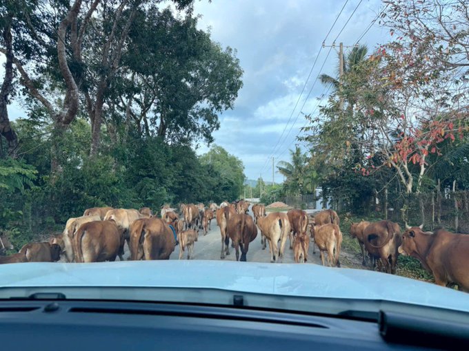 A view from inside a car driving down a rural road, encountering a large herd of brown cows walking down the middle of the street.