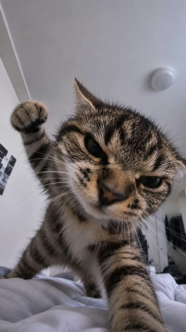A close-up photo of a tabby cat with white chest markings looking up at the camera while standing on white sheets, with one paw raised as if reaching toward the lens.