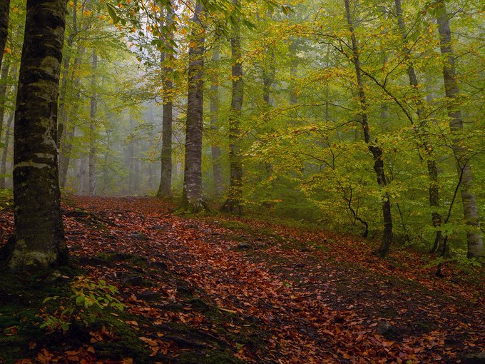 A misty autumn forest scene with a leaf-covered path winding through tall trees displaying green and yellow foliage, evoking an atmospheric woodland setting.