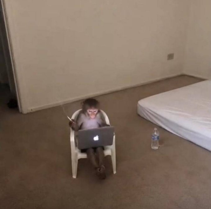 A monkey sits on a small white plastic chair in a sparsely furnished room, using a silver Apple laptop placed on its lap, with a water bottle nearby and a bare mattress to the side.