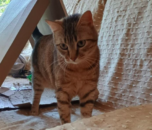 A tabby cat with brown and black stripes standing on a tiled surface, looking directly at the camera.