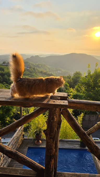 A fluffy orange cat with a bushy tail perches majestically on a wooden railing, overlooking a stunning sunset view of rolling hills and distant mountains from what appears to be a luxurious deck with a pool below. The image perfectly captures the "amazing life" mentioned in the caption, showing $PNUT (the cat-themed Solana memecoin) delivering on its promise of prosperity—Peanut the cat lives like royalty with breathtaking views and a poolside estate, embodying the crypto success story the post celebrates.