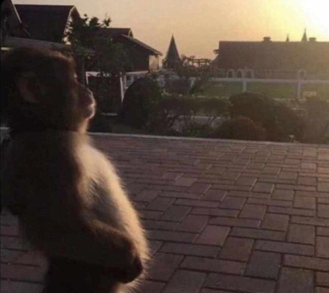 A fluffy cat sits on a brick patio at sunset, silhouetted against a dusky sky with houses and a church spire visible in the background.