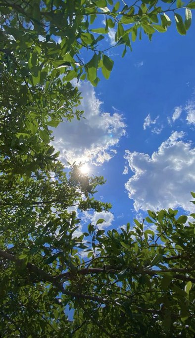 Sunlight filters through lush green tree branches against a bright blue sky with scattered clouds, capturing a serene Sunday morning that reflects the post's uplifting message of new energy and positivity.