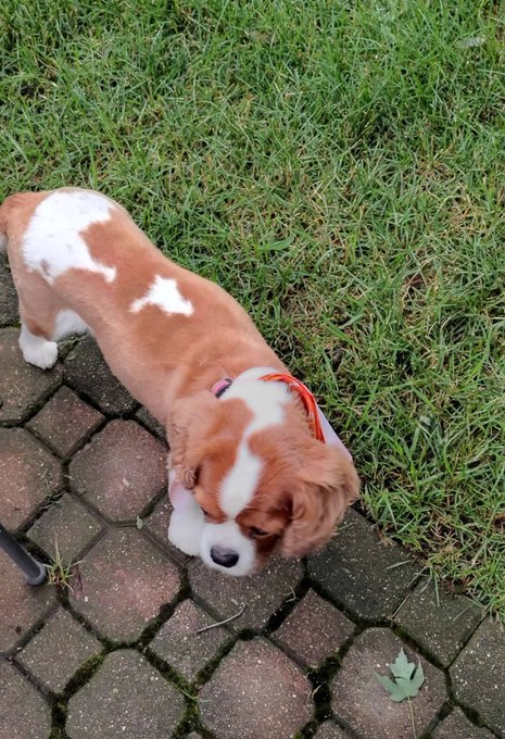 A brown and white Cavalier King Charles Spaniel puppy with a red collar standing on a brick pathway next to grass.
