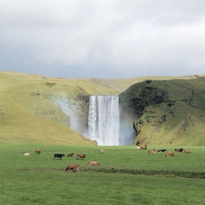 A scenic landscape showing a waterfall cascading between green hills, with several cows grazing in a lush green field in the foreground under a cloudy sky.