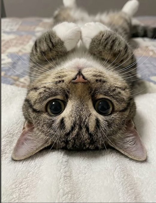 A close-up photo of a tabby kitten lying upside down on a quilted surface, looking directly at the camera.