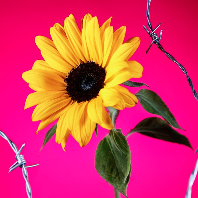 A bright yellow sunflower with green leaves against a vivid magenta background, with barbed wire crossing the composition.