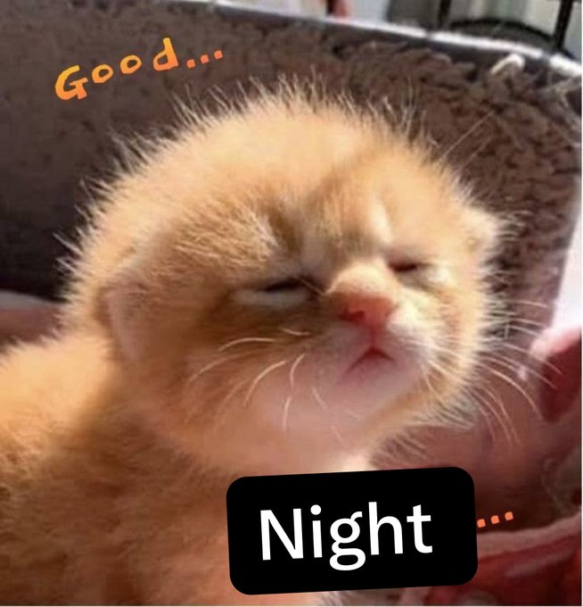 A tiny orange kitten sleeps peacefully with the text "Good..." and "Night..." overlaid, suggesting a cozy and adorable moment.