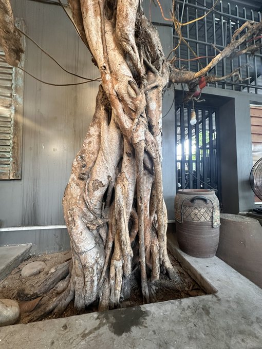 A massive twisted tree trunk grows through the foundation of a building next to ceramic pots.