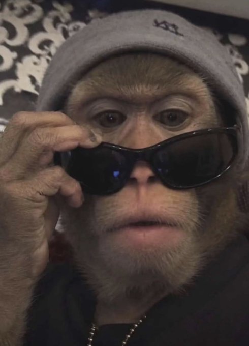 Close-up of a monkey wearing a gray beanie, adjusting dark sunglasses with its hand, looking directly at the camera.