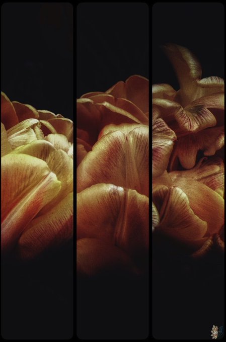 A triptych of golden-yellow tulip close-ups emerges from deep black backgrounds, with each panel capturing different petals glowing in warm amber light—evoking the "golden" essence described in the caption, while the dark styling emphasizes a dramatic, mysterious beauty that contrasts with the flower's natural vibrancy.